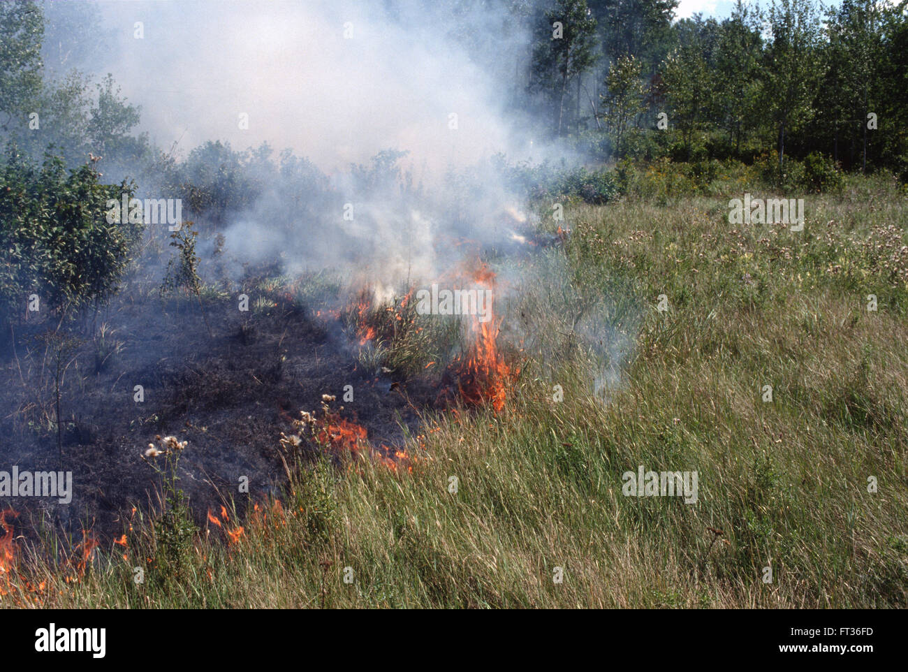 Foresta di erba e fuoco arde lungo un fosso nel centro del Minnesota, Stati Uniti d'America Foto Stock