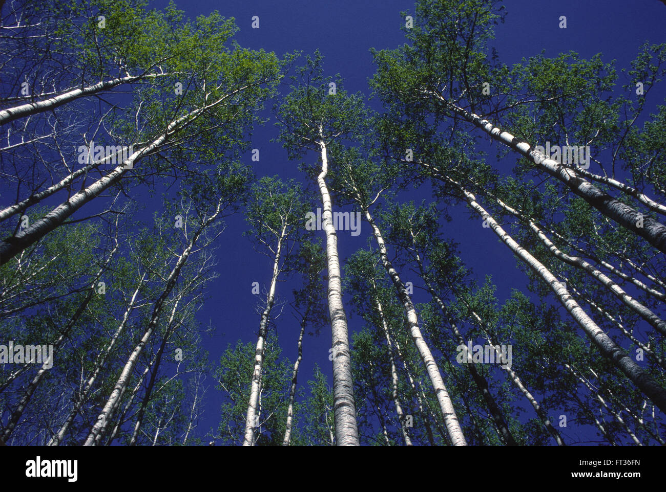 Vacilla Aspen,(Populus tremuloides) crescono alte nel nord del Minnesota Foto Stock