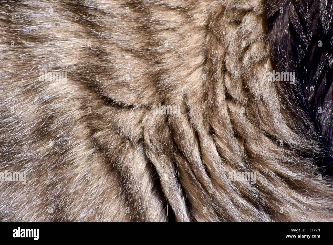 Kitten fur texture di sfondo Foto Stock