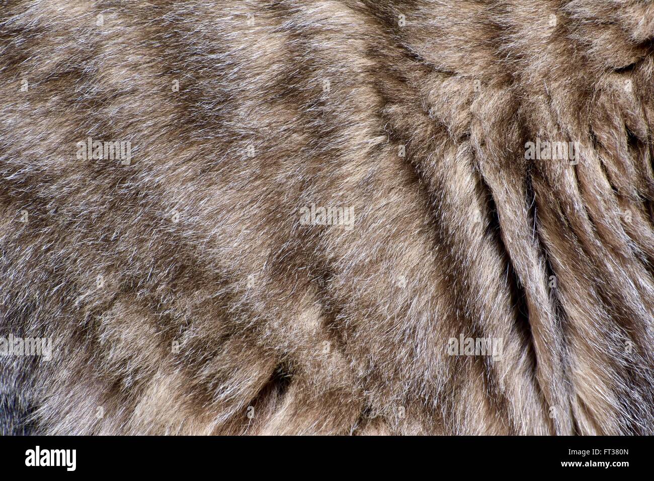 Kitten fur texture di sfondo Foto Stock
