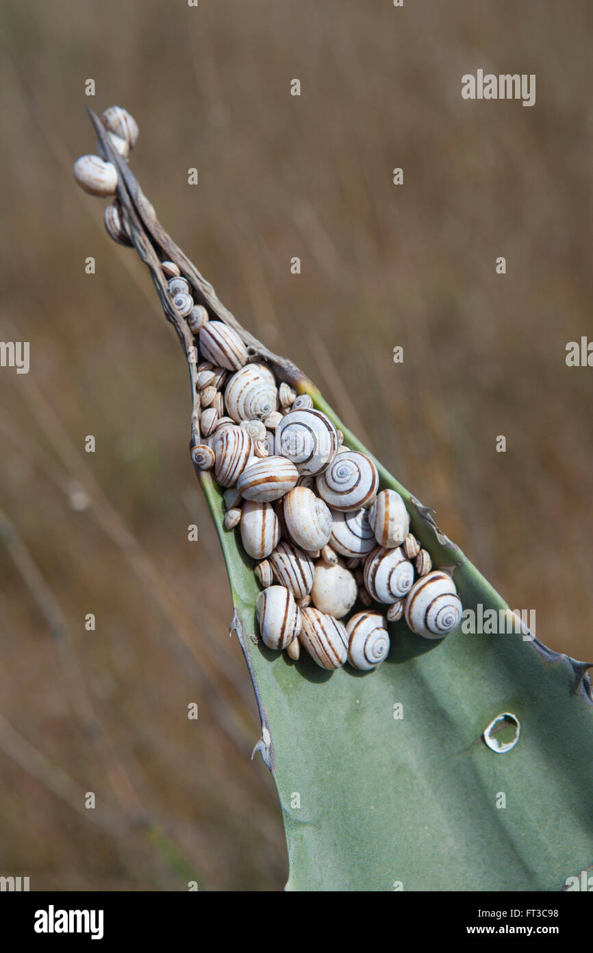 Una comunità di lumache sheltewring dal sole su una grande Agave spike in Spagna. Foto Stock
