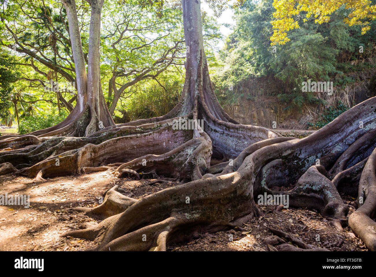 Ficus Macrophylla Morten Bay Fig Foto Stock