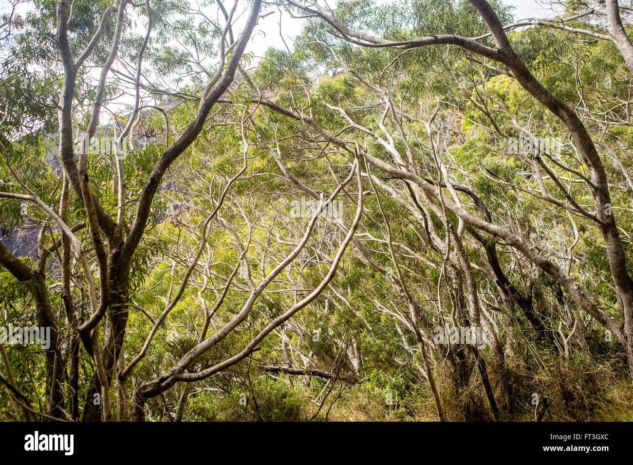 Foresta di sottili rami di alberi lungo il Canyon di Waimea Foto Stock