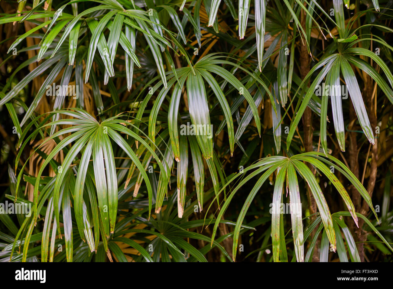 Foglie delle piante Foto Stock