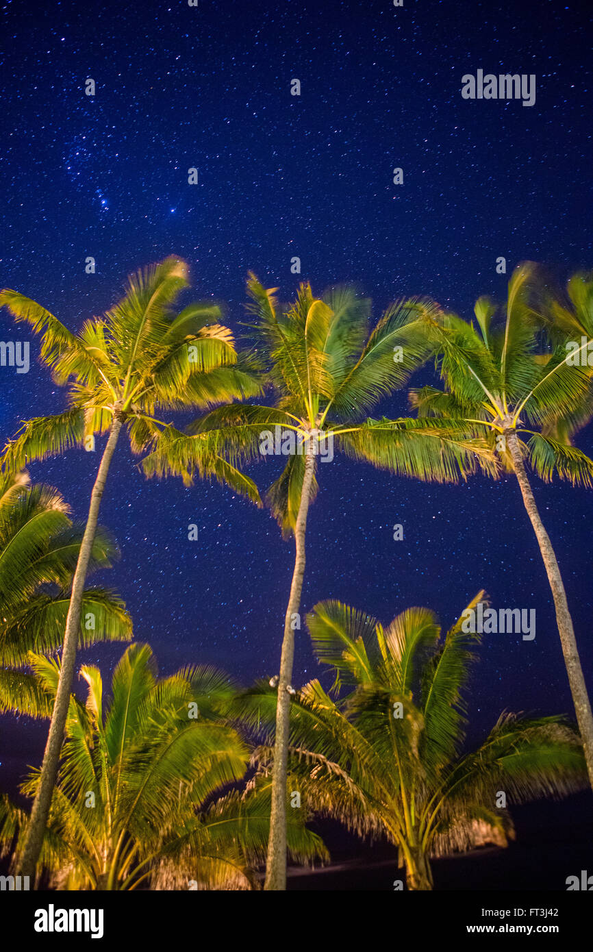 Notte stellata con palme Foto Stock