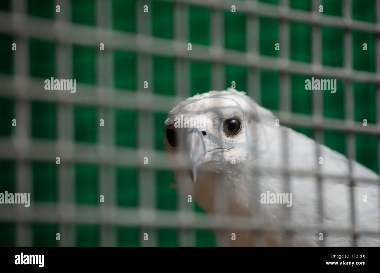Bianco gonfiato aquila del mare (Haliaeetus leucogaster) in gabbia Foto Stock