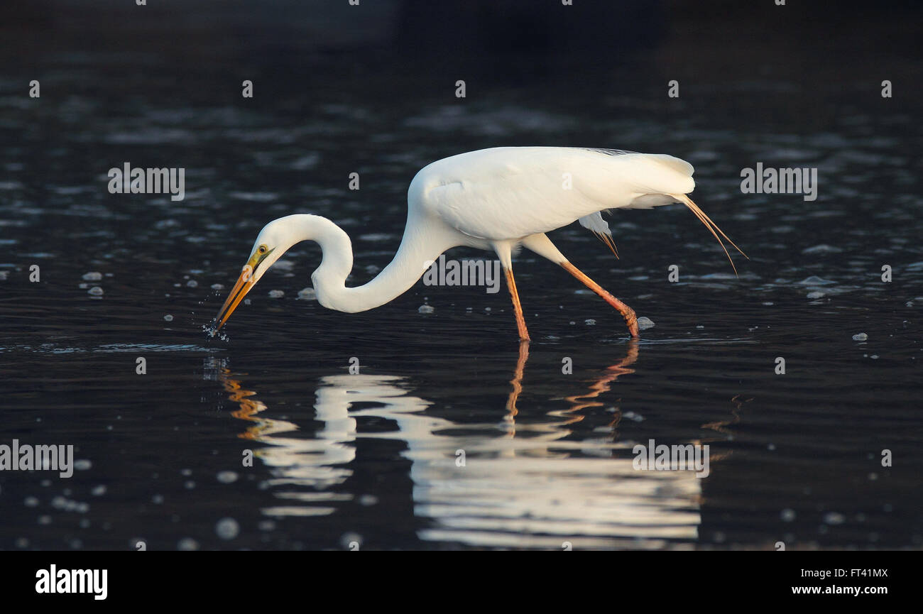 Un orientale australiano Airone bianco maggiore - Ardea modesta - alimentazione di piccoli pesci in una insenatura poco profonda. Foto di CHRIS ISON Foto Stock