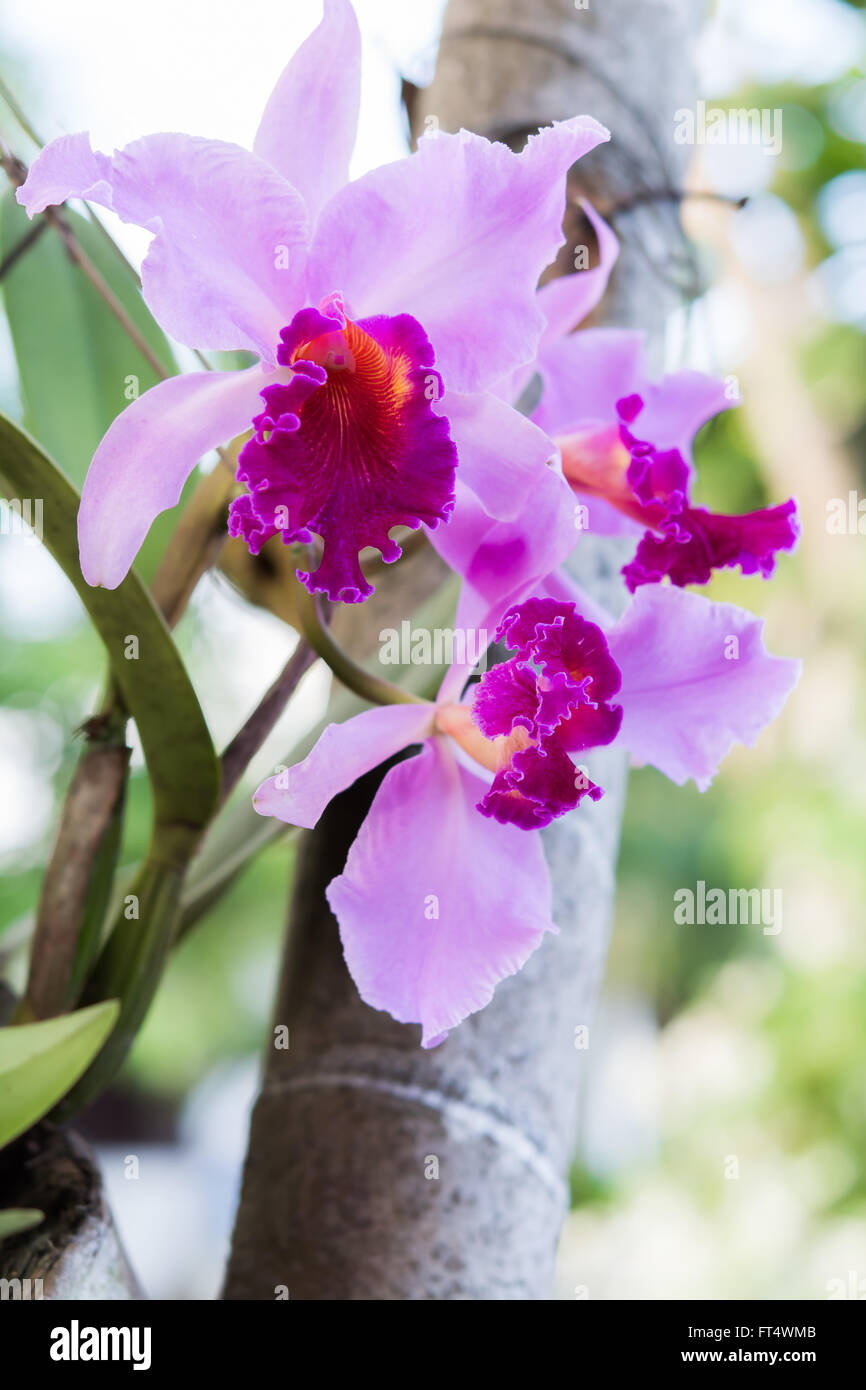 Bella rosa Cattleya orchid Foto Stock