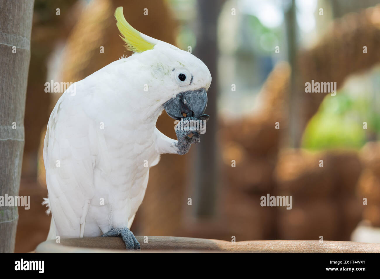 Bella bianco Cacatua, zolfo-crested Cockatoo, Sollevare una gamba Foto Stock