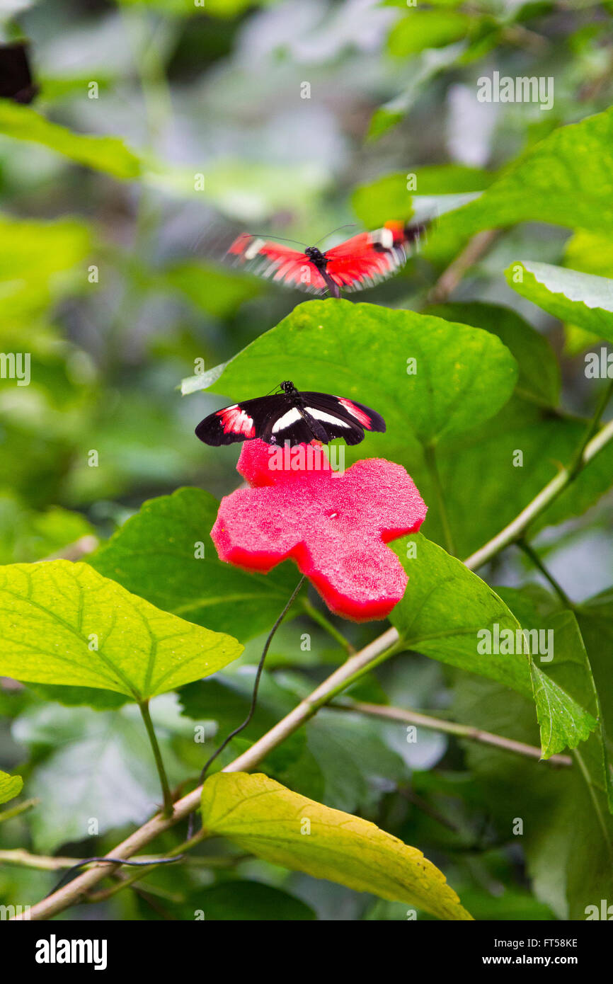 Due Farfalle sfarfallio e riproduci ciascuna Foto Stock