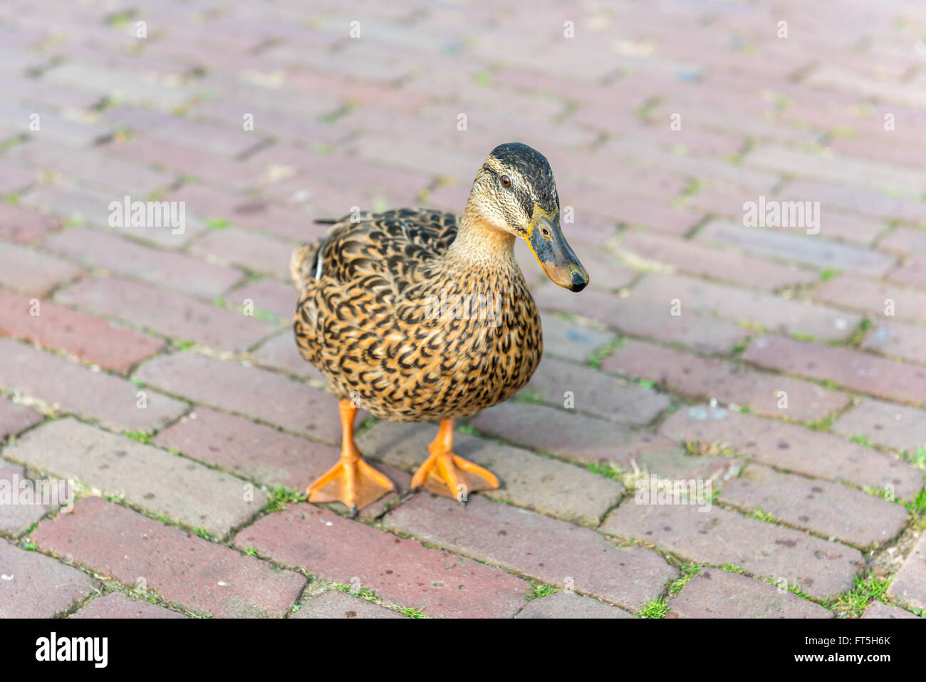 Piccole anatre selvatiche su un marciapiede. shot orizzontale Foto Stock