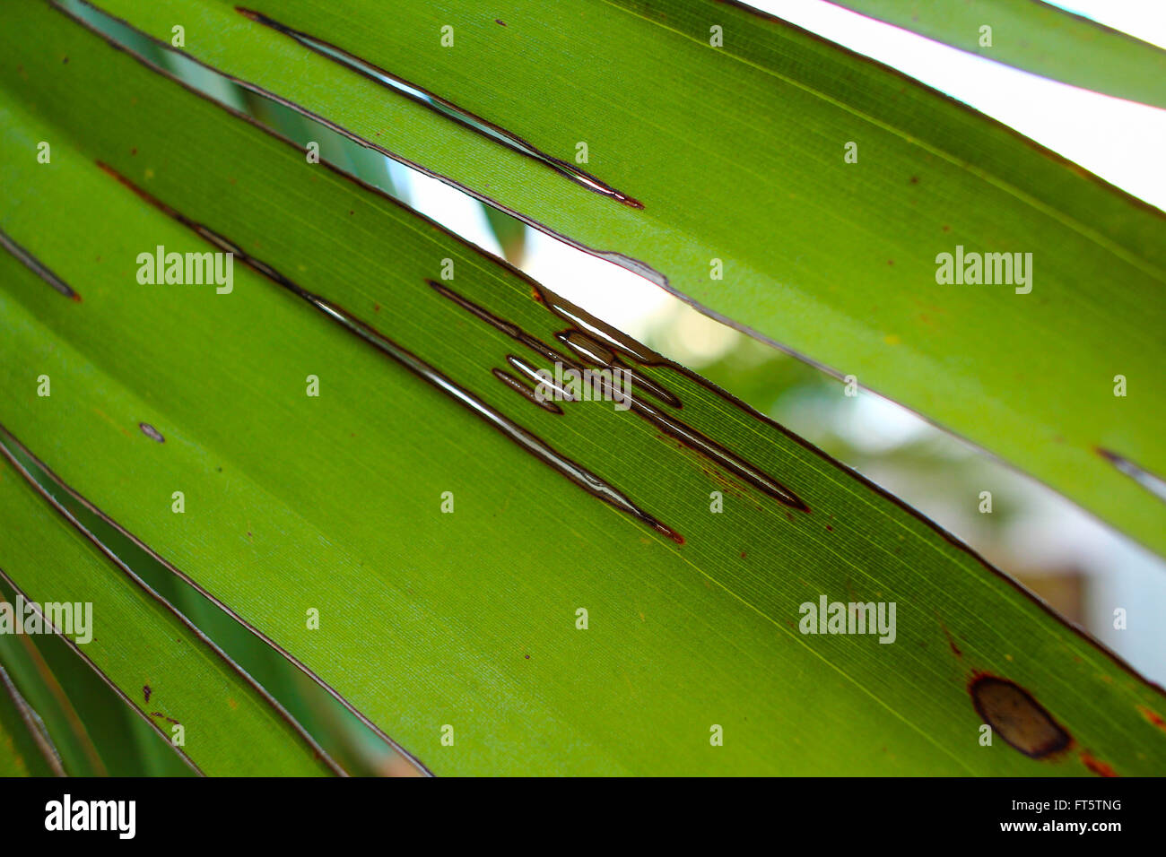 Spiata attraverso una banana leaf Foto Stock