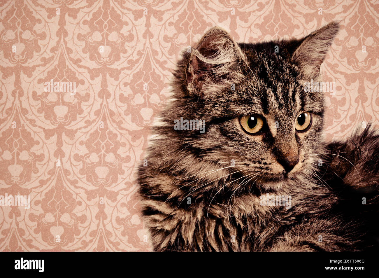Nazionale europea incroci di cat Foto Stock