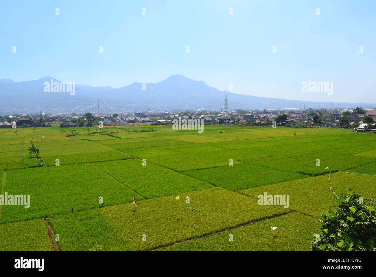 Campo di riso in aria Foto Stock