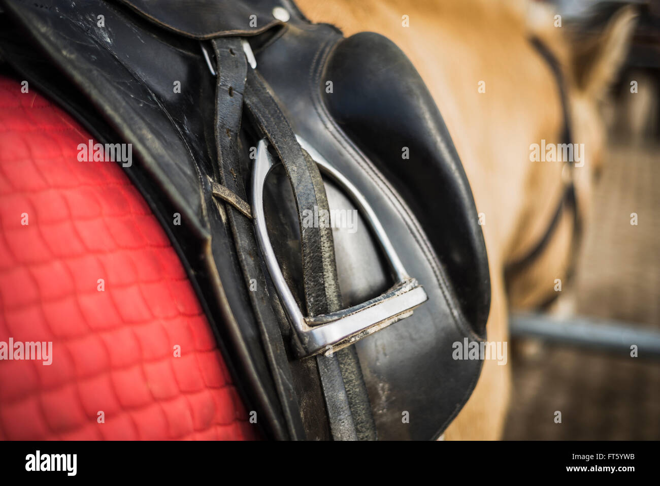 Sella in cuoio con staffa e un rosso saddlecloth sul retro di un fiordo norvegese cavallo al di fuori di un cavallo beriofe stabile un giro Foto Stock