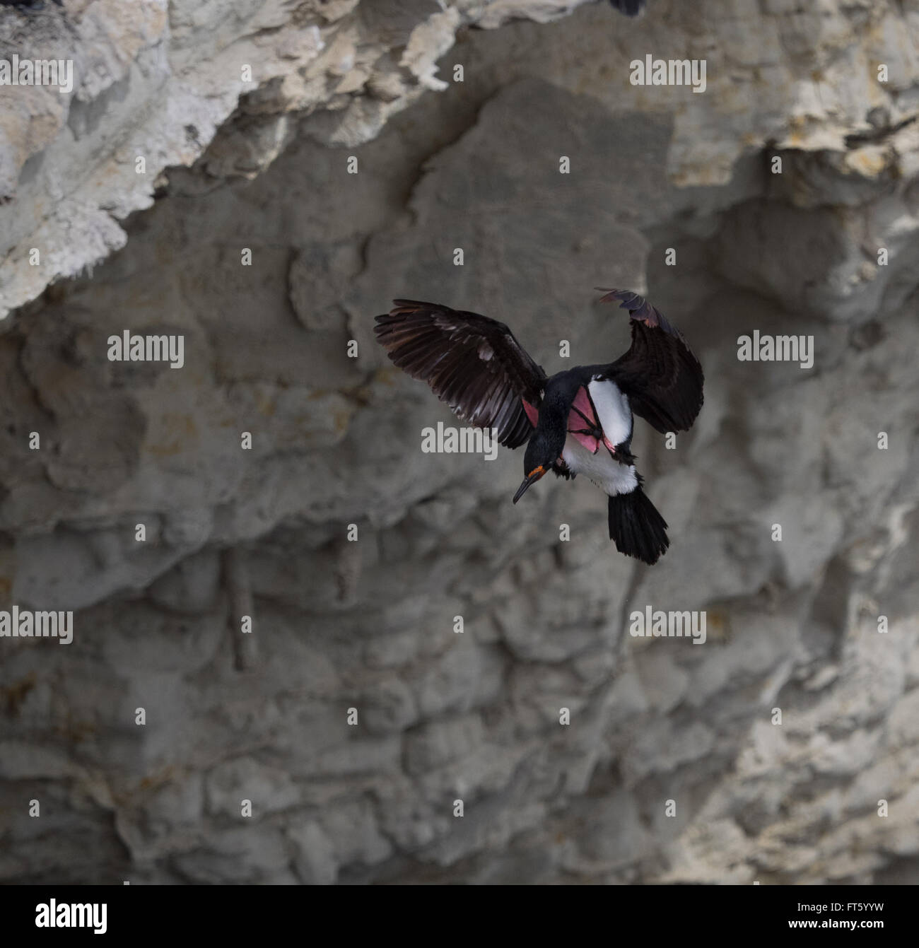 Shag Rock (Phalacrocorax magellanicus) o cormorano Magellanic Foto Stock