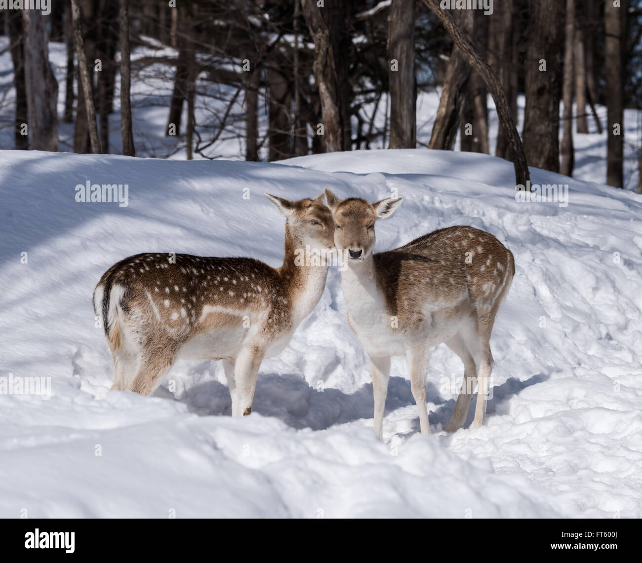 Daini in inverno Foto Stock