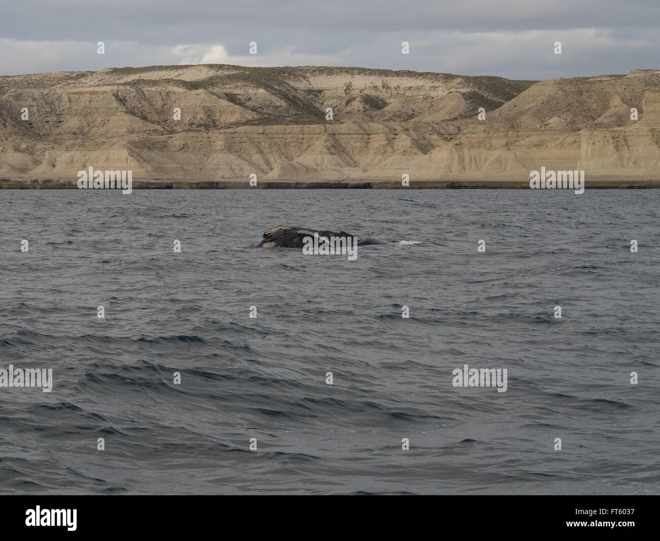 Southern Right Whale, visto a Purto Pyramides, Patagonia, Argentina. Foto Stock