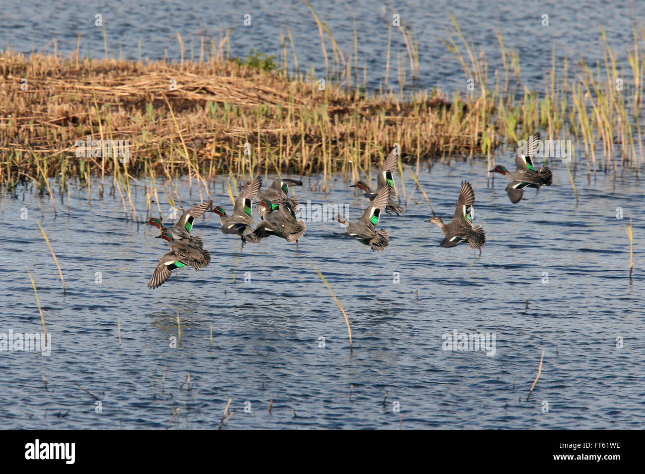 Comune (Teal Anas crecca) gruppo battenti a Marazion Marsh RSPB Riserva, Cornwall, Inghilterra, Regno Unito. Foto Stock