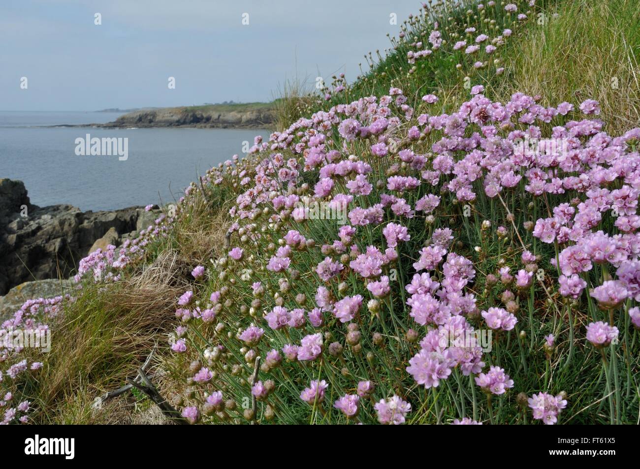 29 Plougonvelin, la Pointe Saint-Mathieu Foto Stock