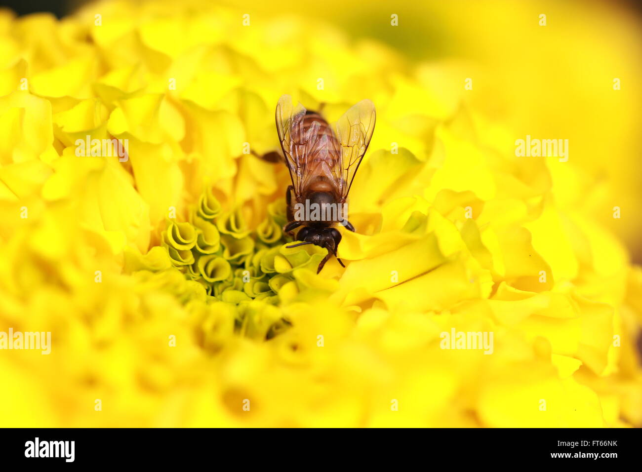 Honeybee occupato in lavoro. Foto Stock