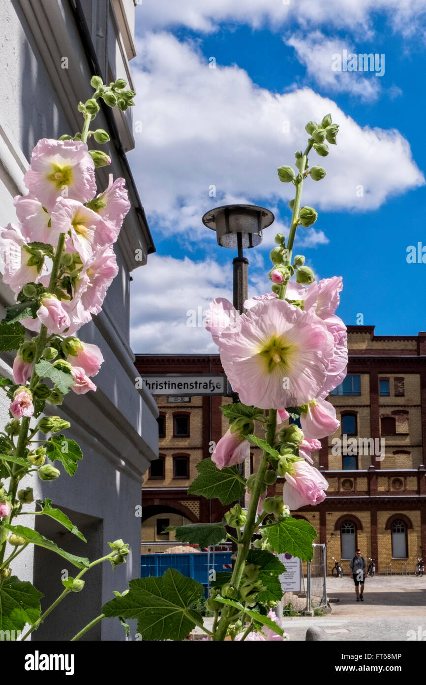 Berlino Prenzlauer Berg. Hollyhock fiori con antica birreria Pfefferberg in background Foto Stock