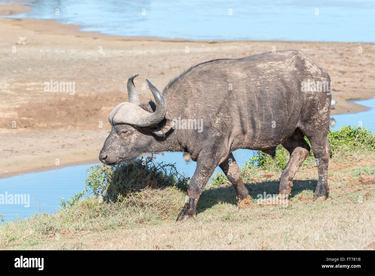 Un africano Buffalo parzialmente coperto di fango secco Foto Stock Un africano Buffalo parzialmente coperto di fango secco Foto Stock