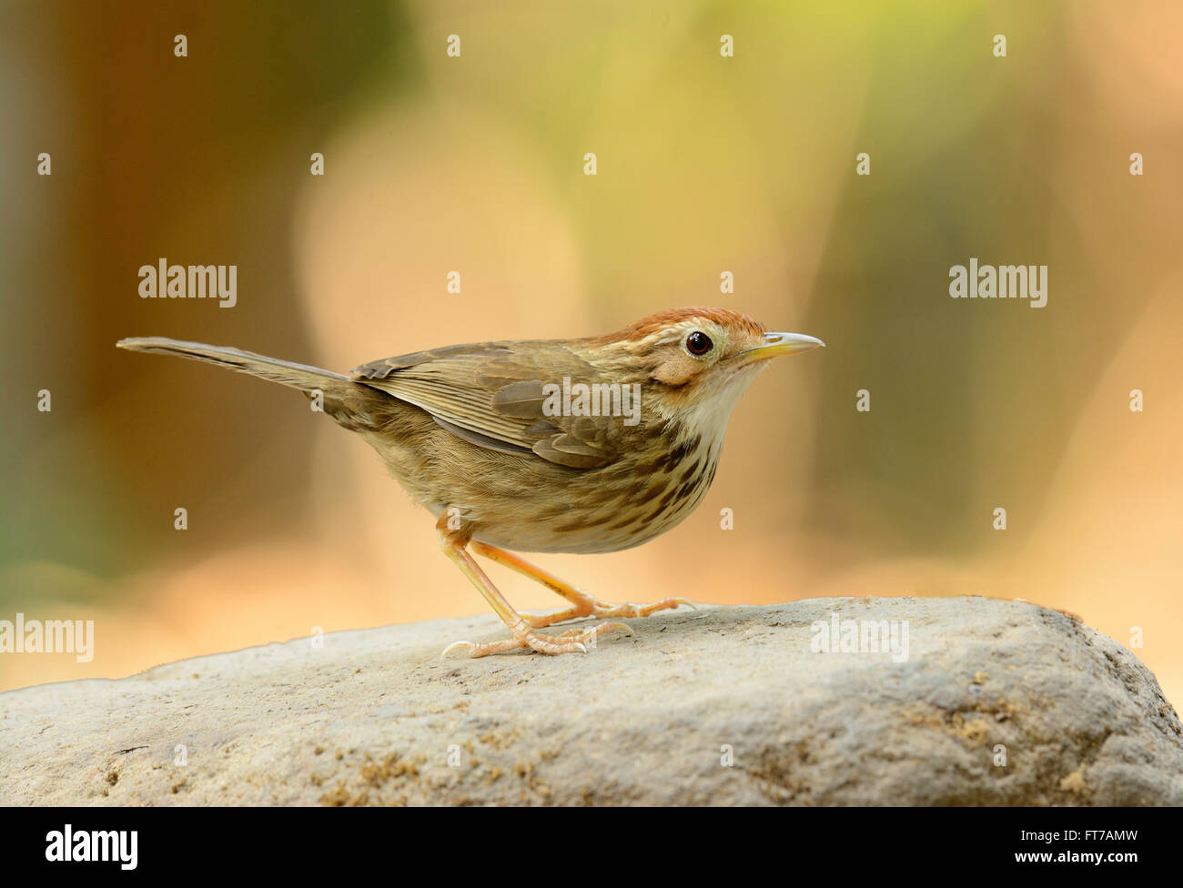 Bella Pasta-throated Babbler (Pellorneum ruficef) nella foresta thailandese Foto Stock
