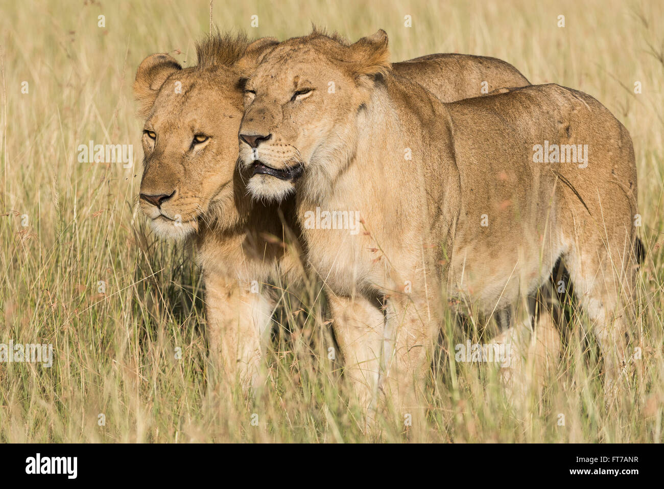 Lion,Loewe,Panthera leo, Foto Stock
