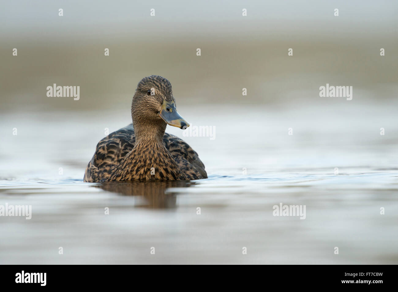 Mallard / Duck selvatico / Stockente ( Anas platyrhynchos ), femmina, primo piano, nuoto, punto di vista frontale basso, fauna selvatica, Europa. Foto Stock