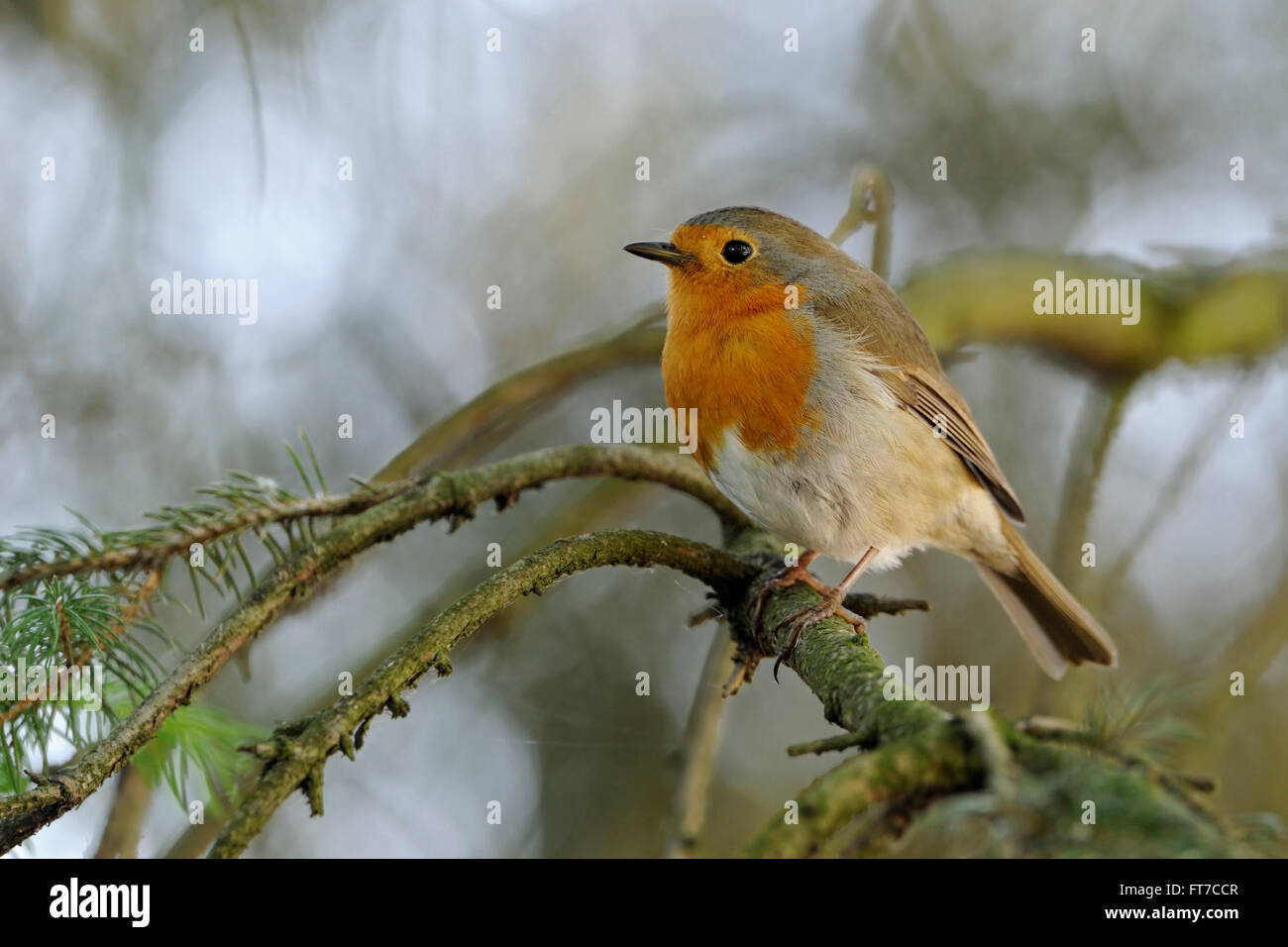 Bella Pettirosso / Rotkehlchen ( Erithacus rubecula ) arroccato in una conifera, in ambiente naturale circostante. Foto Stock