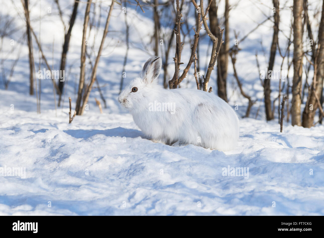 Bianco di lepre con racchette da neve in inverno Foto Stock