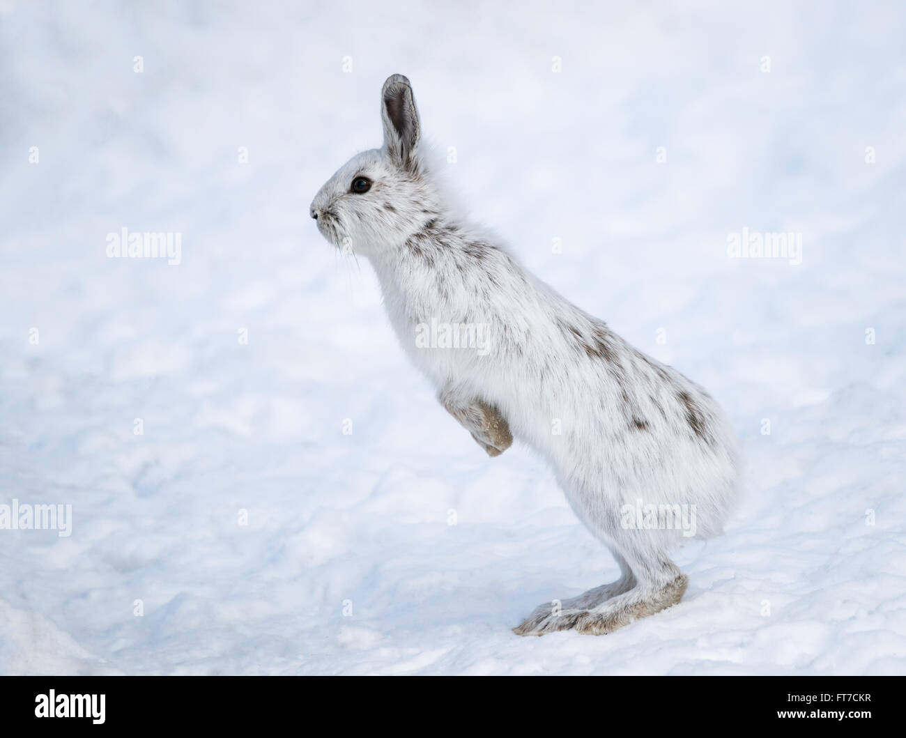 Bianco di lepre con racchette da neve in inverno Foto Stock