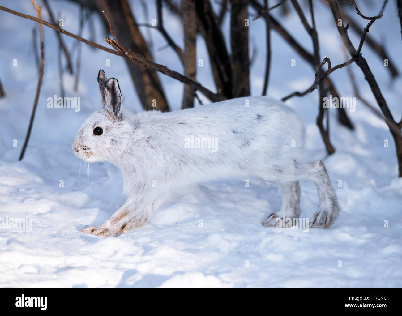 Bianco di lepre con racchette da neve in inverno Foto Stock