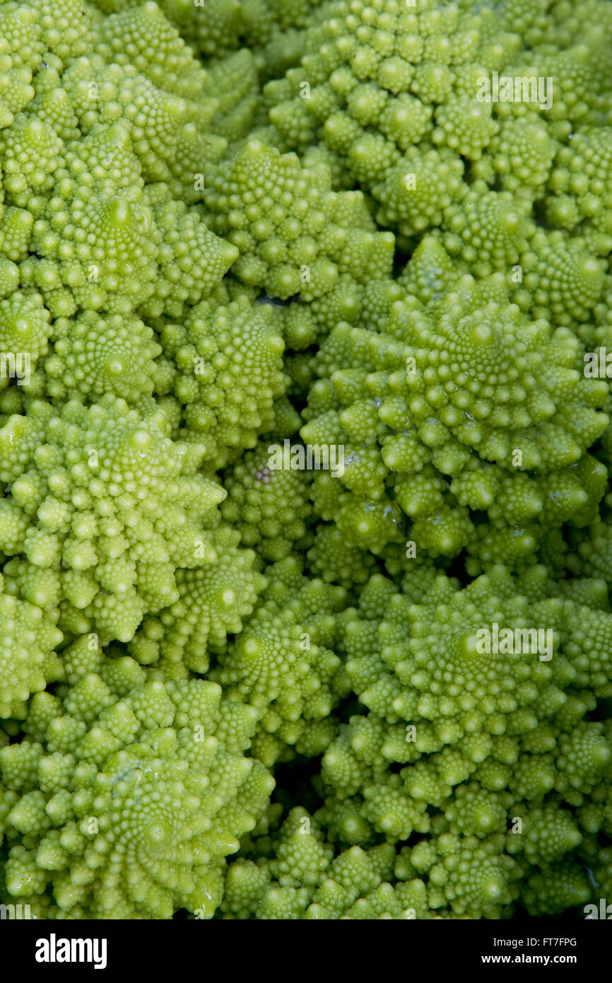 Verde (cavolfiore Brassica oleracea) noto come Romanesco broccoli, cavolo romano, Broccolo romanesco, cavolfiore romanica Foto Stock