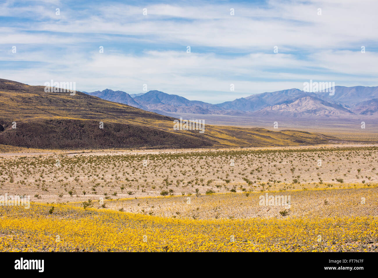 Il pavimento del deserto a valle della morte che si affacciava su un campo di colore giallo durante un super bloom Foto Stock