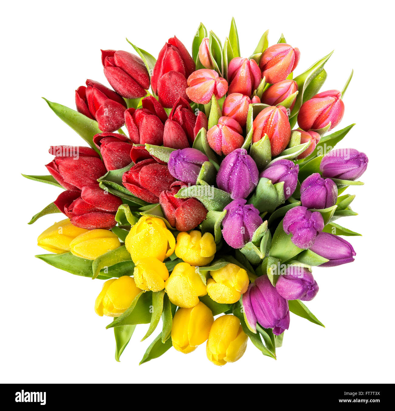 I tulipani con gocce d'acqua. La molla bouquet di fiori. Rosso, rosa, giallo, viola blossoms Foto Stock