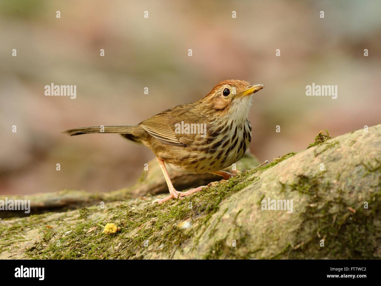 Bella Pasta-throated Babbler (Pellorneum ruficef) nella foresta thailandese Foto Stock