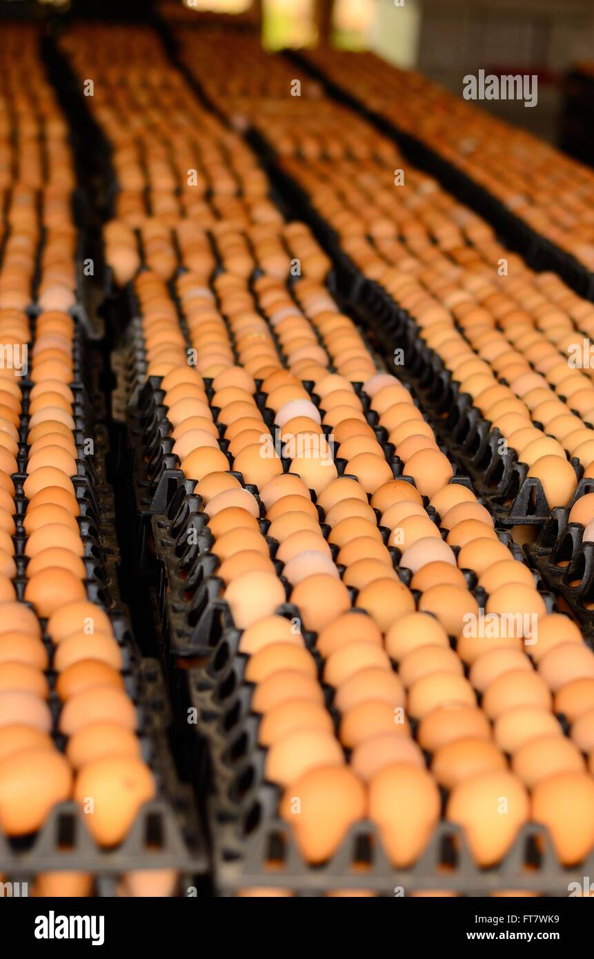 Molti marrone in plastica del vassoio di cartone Foto Stock