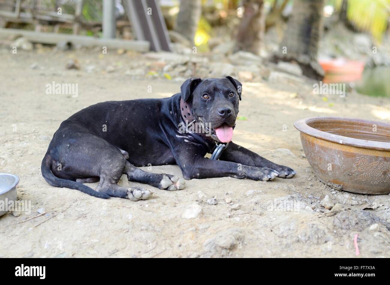 Bel maschio di american pit bull cane proteggendo la sua casa Foto Stock