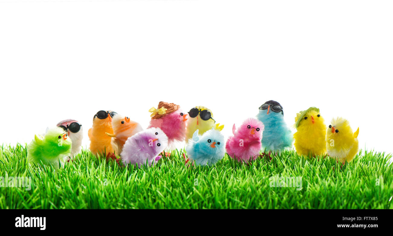 Pasqua polli in erba verde su sfondo bianco Foto Stock