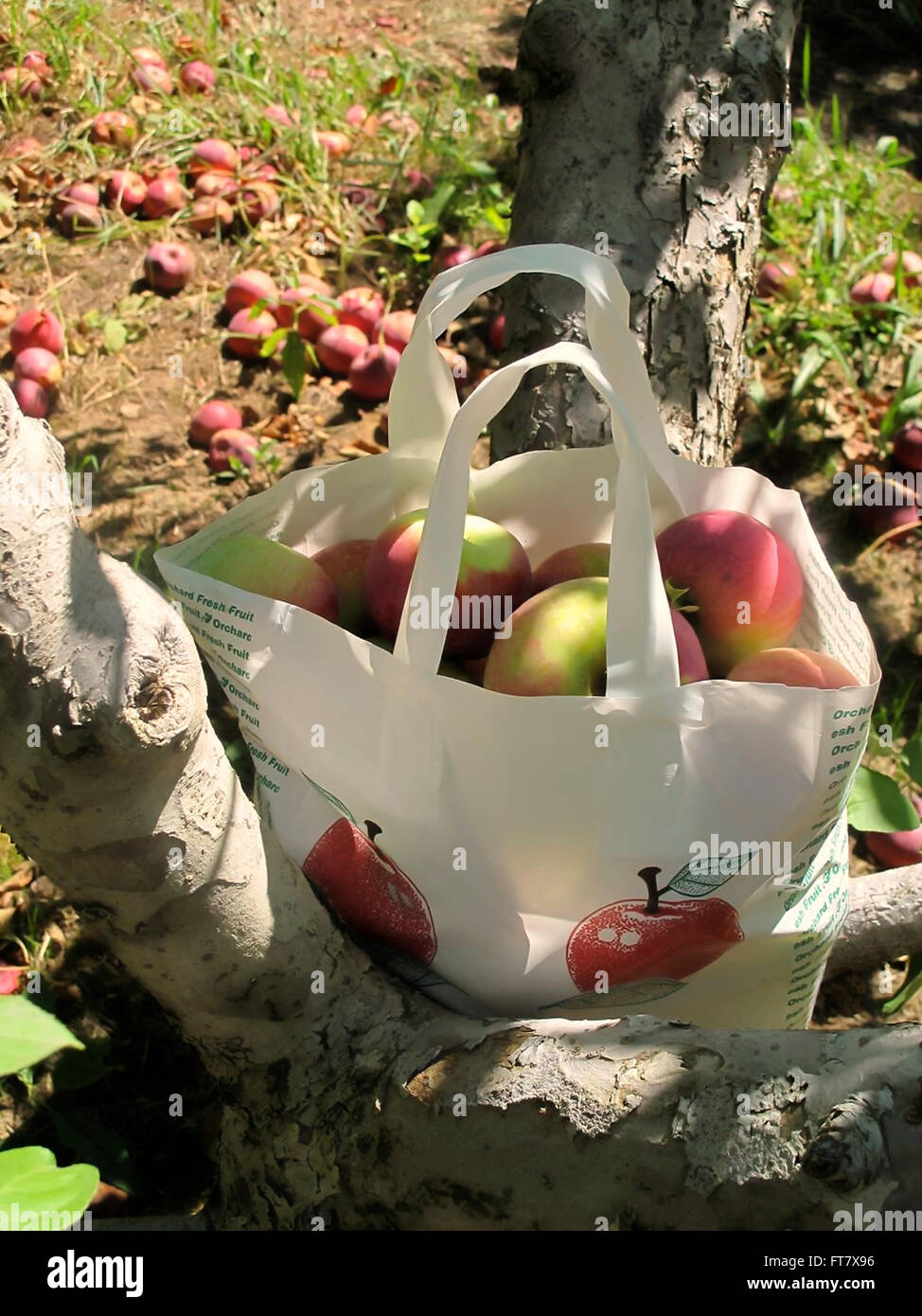Borsa di appena raccolto mele sui rami di alberi. Foto Stock