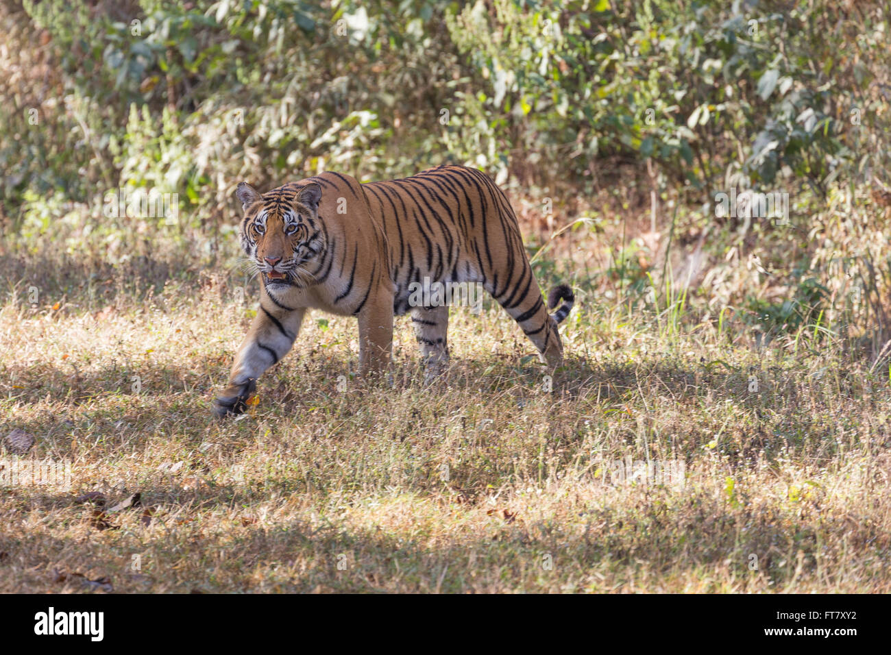 Una vista della tigre del Bengala in parco Khana nazionali - India Foto Stock