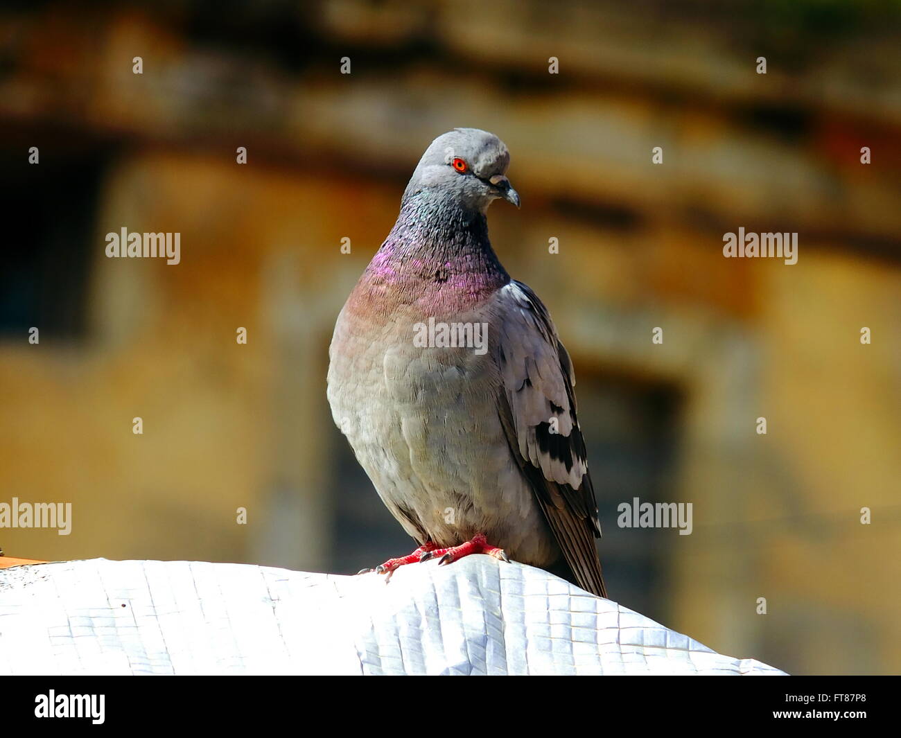 Un piccione colorati su un tetto, Costantino, Algeria. Foto Stock