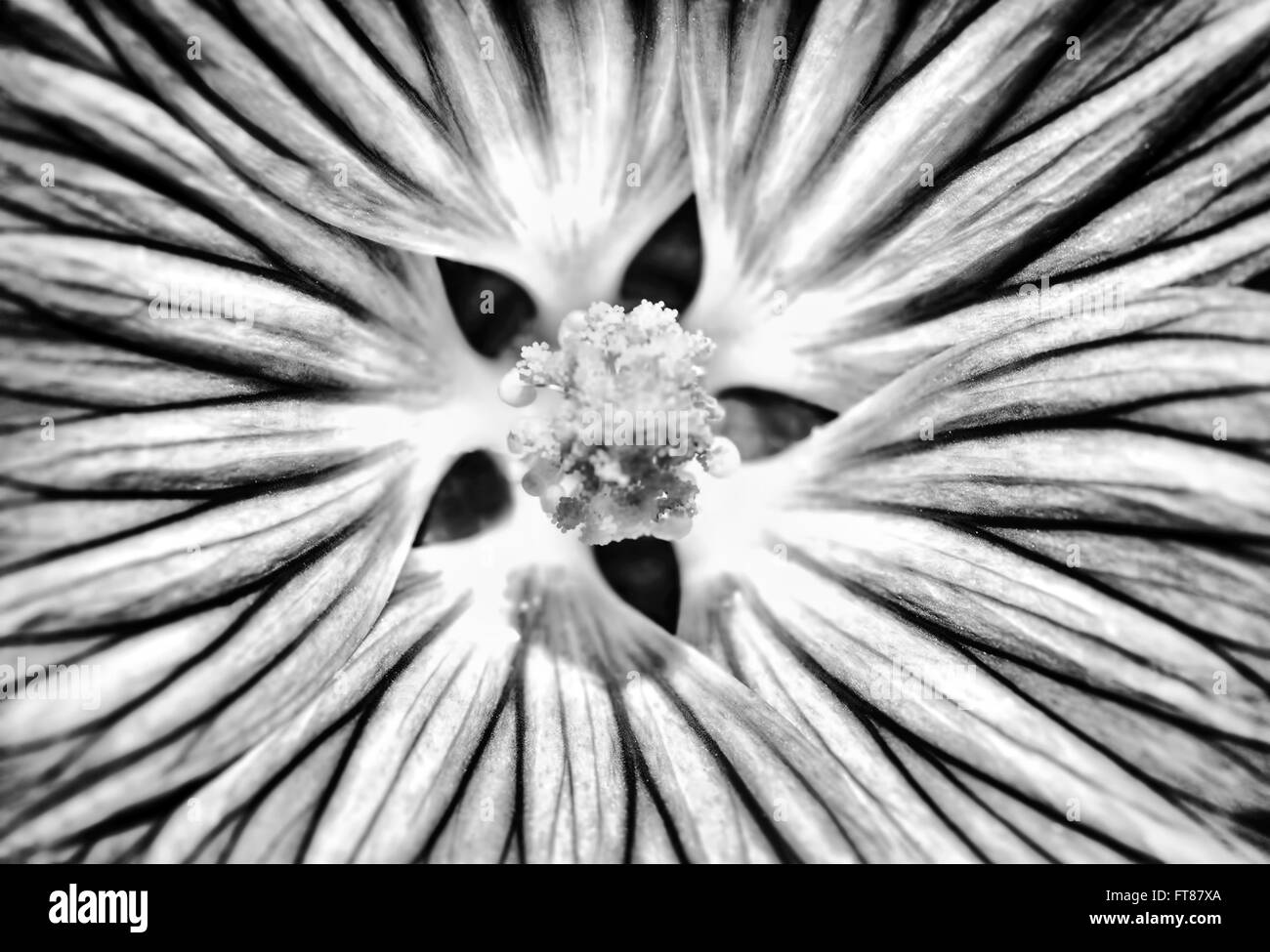 Closeup foto in bianco e nero di gerbera fiore dettaglio, abstract sfondo floreale, naturale la tessitura della carta da parati Foto Stock
