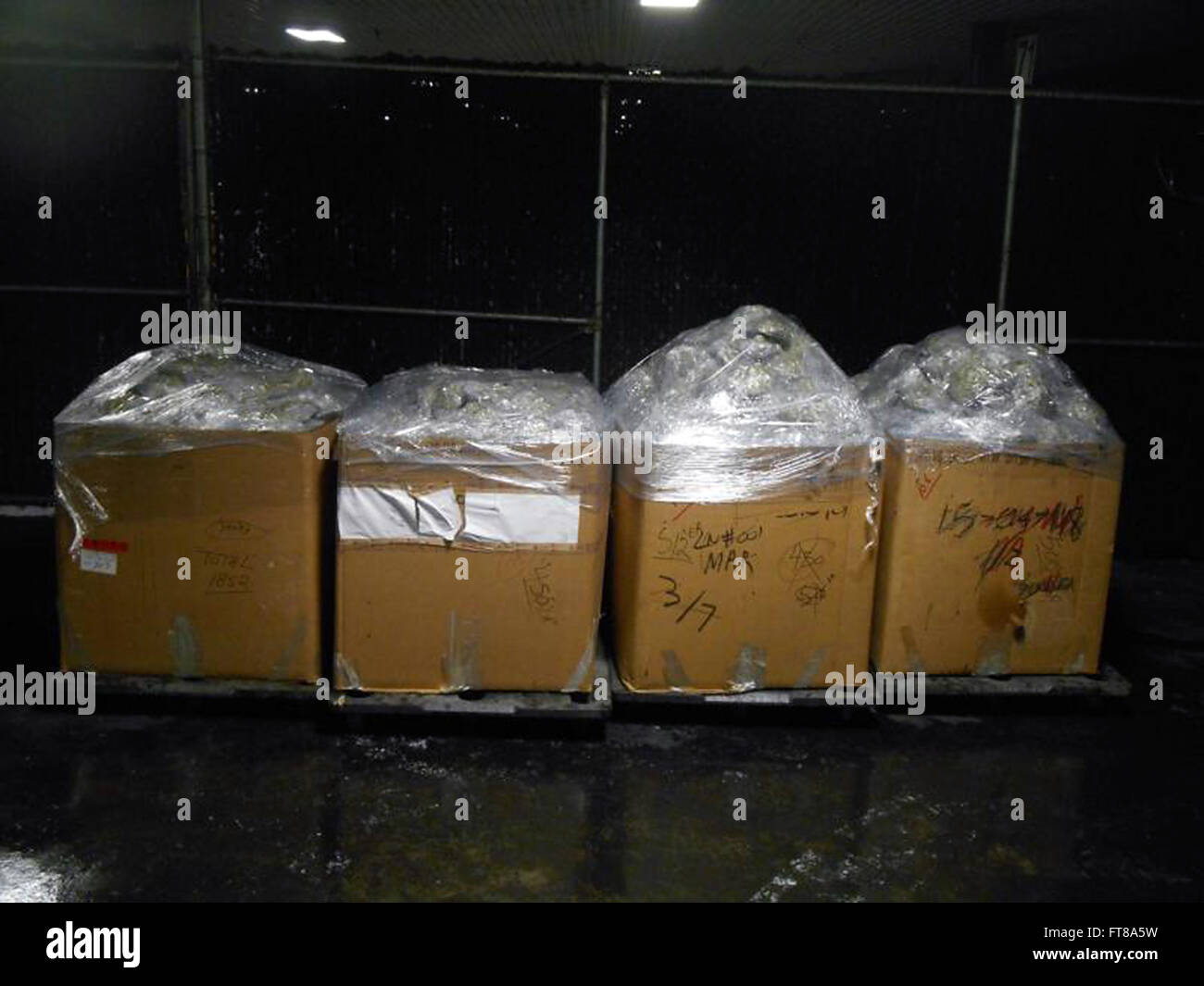 Al World Trade Bridge di Laredo, Texas, gli agenti della dogana e della protezione dei confini degli Stati Uniti hanno intercettato una spedizione contenente marijuana del valore di 414.000 dollari. La scoperta includeva 2.072 chili di marijuana nascosti all'interno di scatole di prodotti freschi. Foto Stock