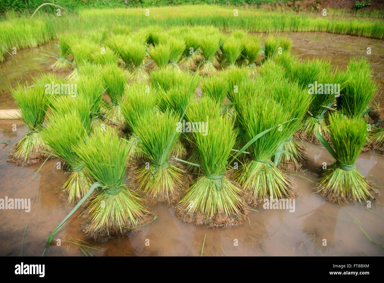 Raccolti di riso in Tana Toraja, Sulawesi, Indonesia Foto Stock