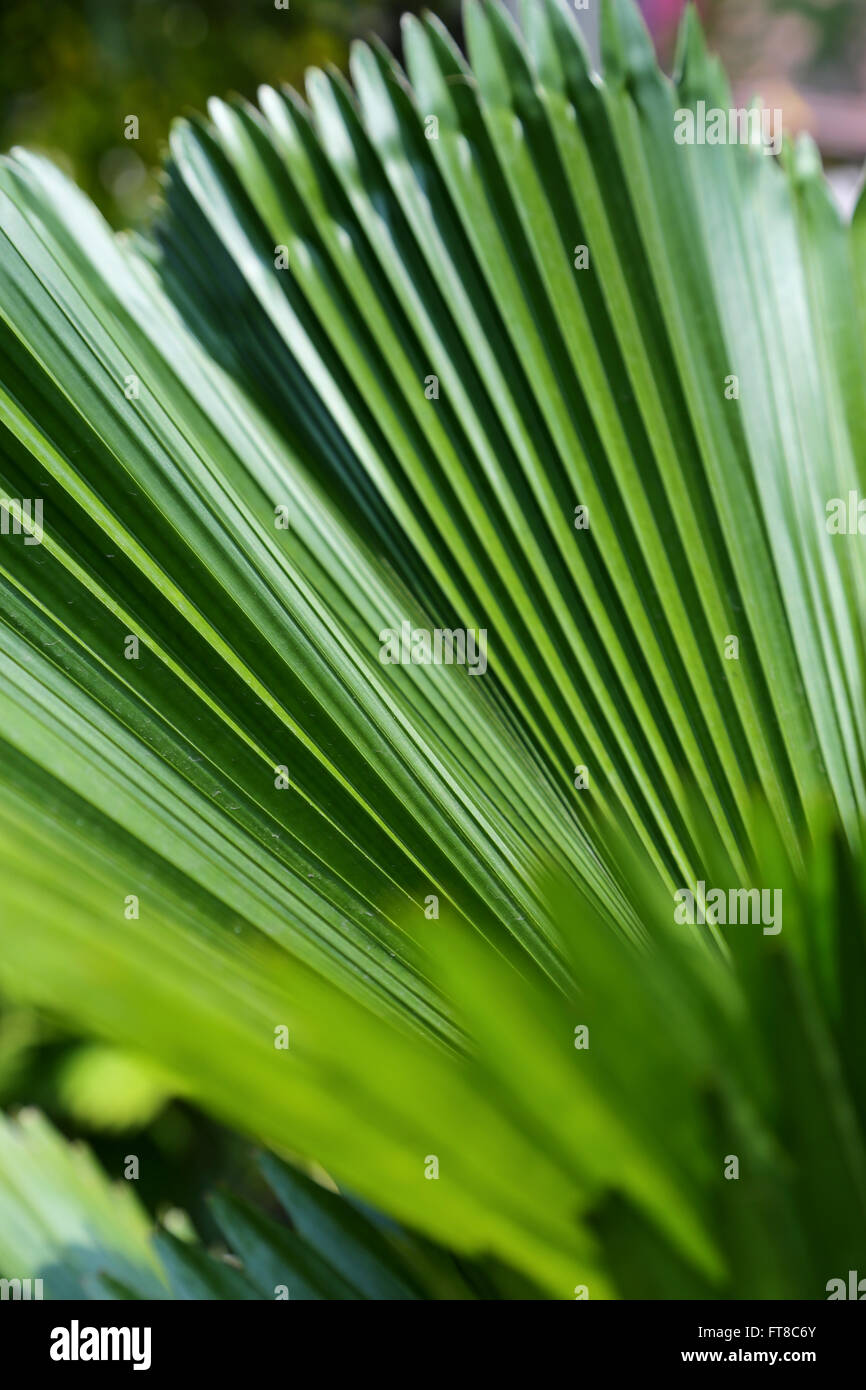 Composizione in fotografia, elemento foto design, linea diagonale, ripetizione, pattern, Foto Stock