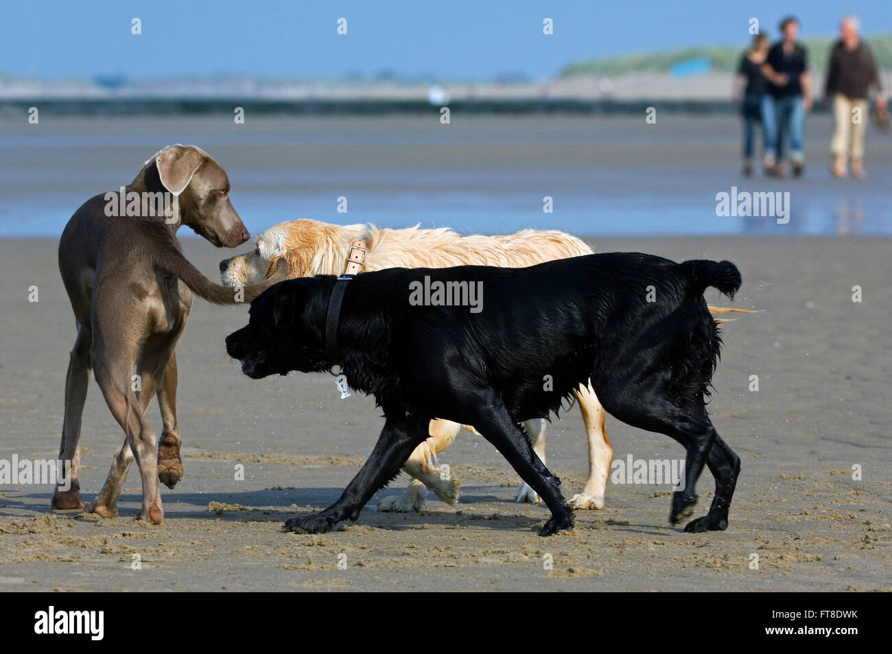 Golden e labrador retriever incontro e lo sniffing fondo di strano, non conosce cane sulla spiaggia Foto Stock