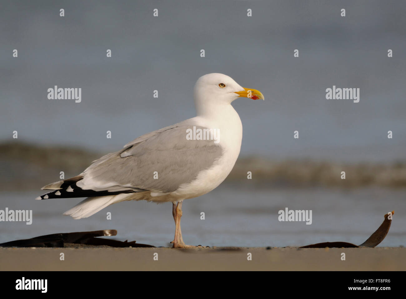Gabbiano europeo delle aringhe ( Larus argentatus ) , enorme adulto, in piedi vicino al litorale, vista laterale, profilo, fauna selvatica, Europa. Foto Stock